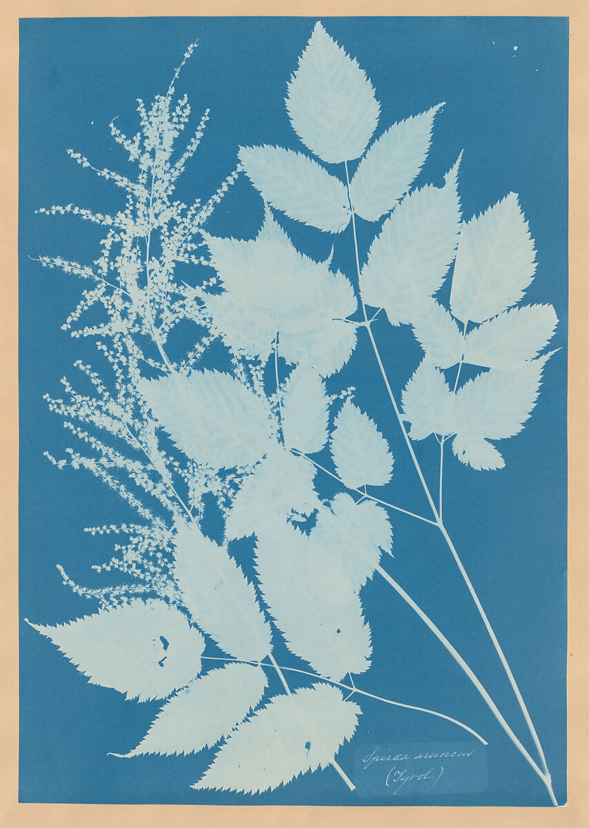 Anna Atkins 的植物蓝晒摄影,白色植物轮廓呈现在深蓝色纸面上